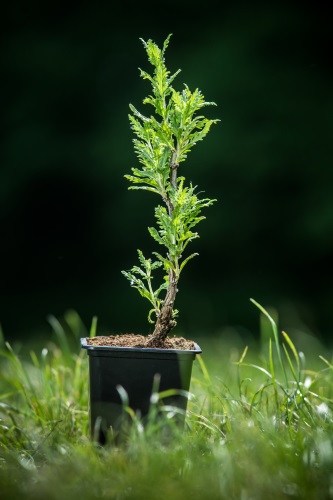 detail Perovskie lebedolistá 'Blue Spire´