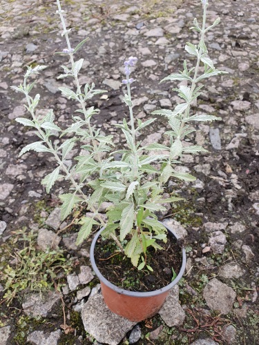 detail Perovskie lebedolistá 'Blue Spire´