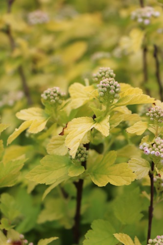 detail Tavola kalinolistá 'Cristata'