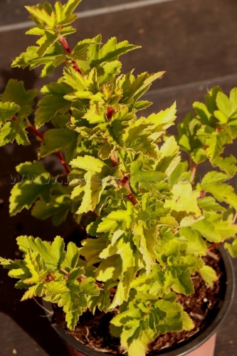 detail Tavola kalinolistá 'Cristata'