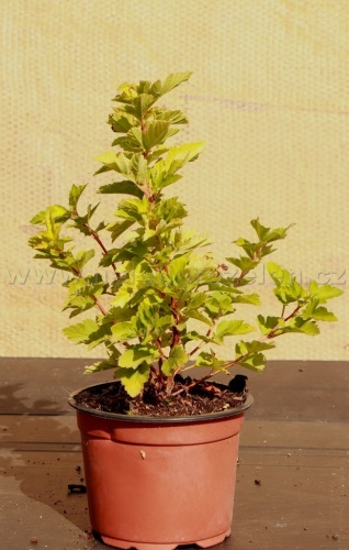 detail Tavola kalinolistá 'Cristata'