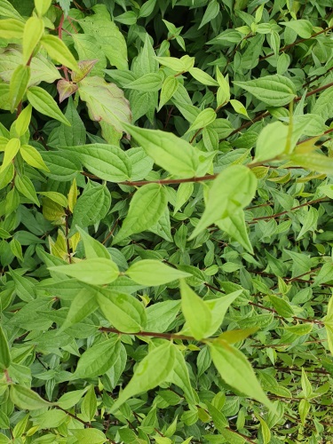 detail Pustoryl panenský 'Mont Blanc'