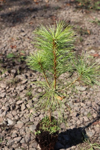 detail Borovice Armandova