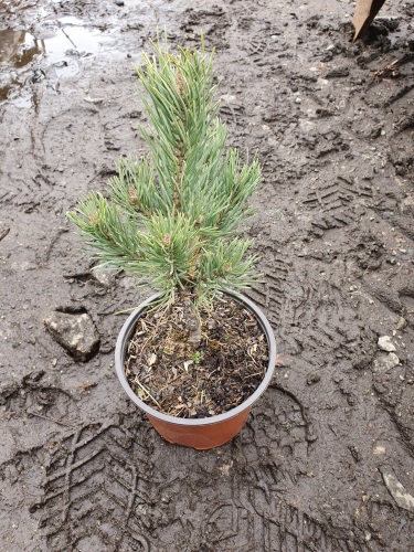 detail Borovice lesní