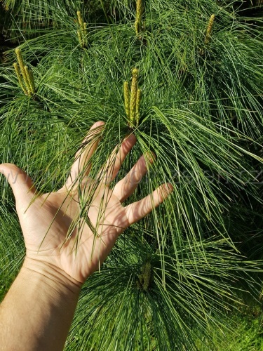 detail Borovice himalájská