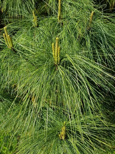 detail Borovice himalájská