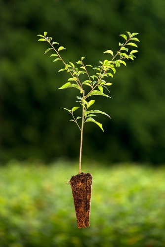 detail Trnka obecná