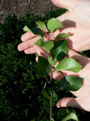 detail Hrušeň obecná - vzrostlá