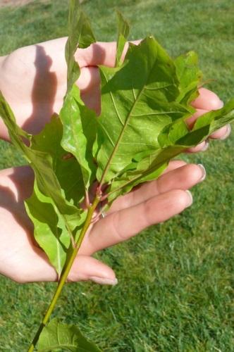 detail Dub červený