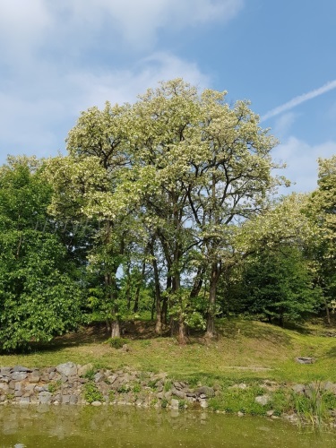 detail Trnovník akát