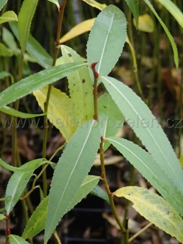 detail Vrba křehká