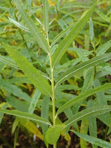 detail Vrba košařská