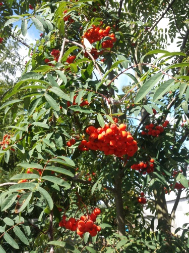 detail Jeřáb ptačí