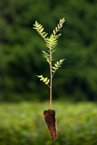 detail Jeřáb ptačí