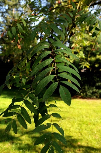 detail Jeřáb ptačí
