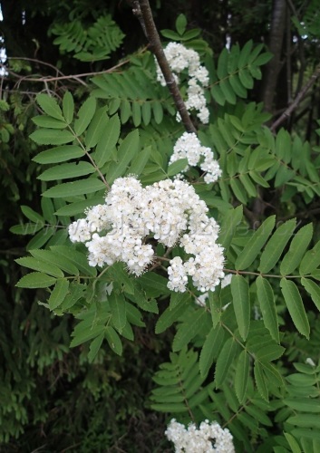 detail Jeřáb ptačí