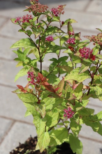 detail Tavolník japonský 'Firelight'