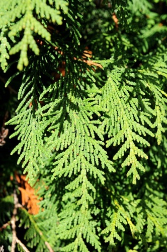 detail Zerav západní (Thúje)