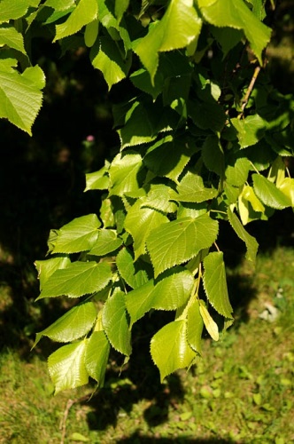 detail Lípa velkolistá