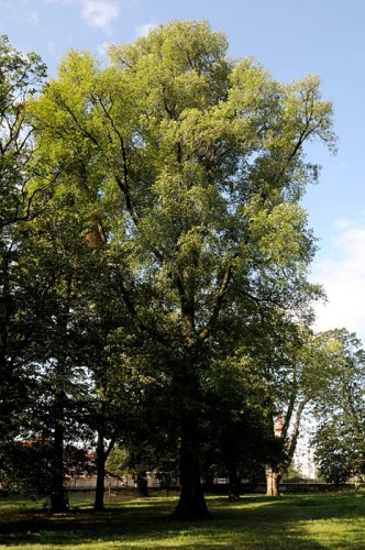 detail Jilm habrolistý