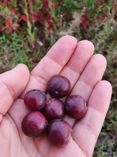 detail Klikva velkoplodá 'BEN LEAR'