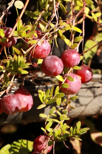 detail Klikva velkoplodá 'BIG PEARL'