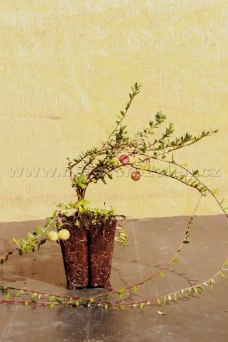 detail Klikva velkoplodá 'Stevens'