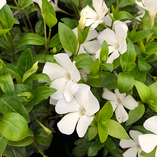 detail Barvínek menší 'Alba'