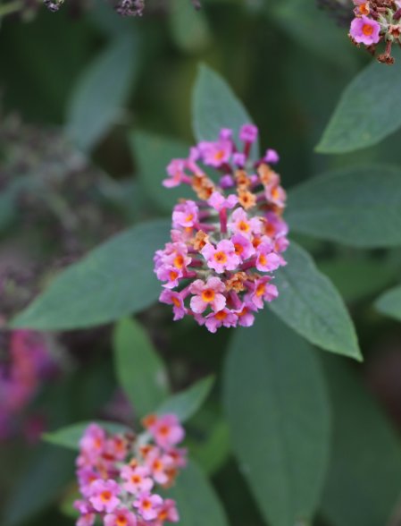 Komule davidova 'Flower Power'