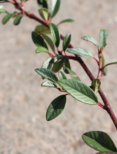 Skalník vrbolistý 'Sympathie'