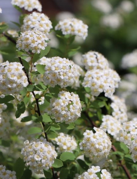 Tavolník van Houtteův