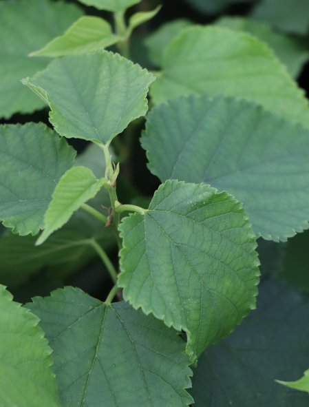 Moruše 'Gerardi Dwarf'