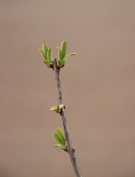Šeřík obecný 'Znamya Lenina'