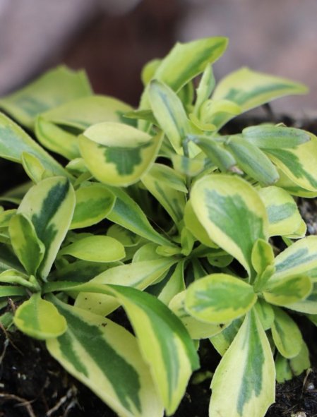 Huseník výběžkatý 'Old Gold'