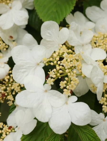 Kalina japonská 'Mariesii'