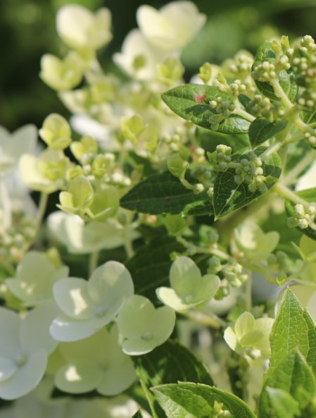 Hortenzie latnatá 'Magical Fire'