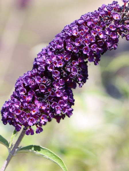 Komule Davidova 'Black Knight'