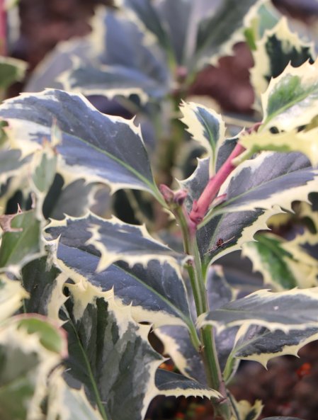 Cesmína ostrolistá ´Argenteomarginata´