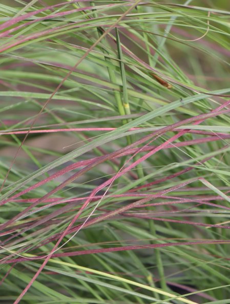 Milička 'Totnes Burgundy'