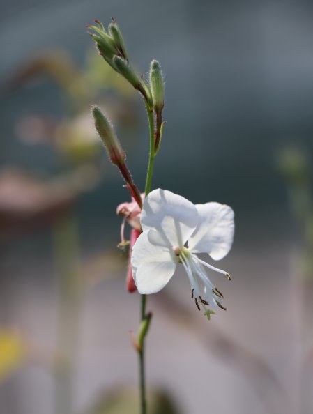 Svíčkovec 'Geyser White'