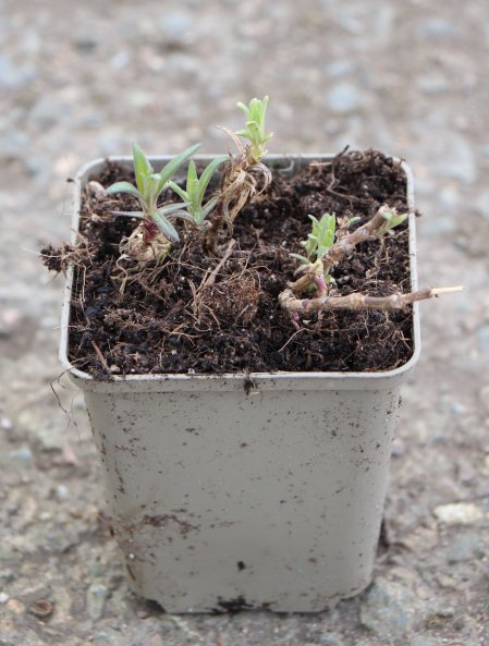 Šater plazivý ´Pink Wedding´