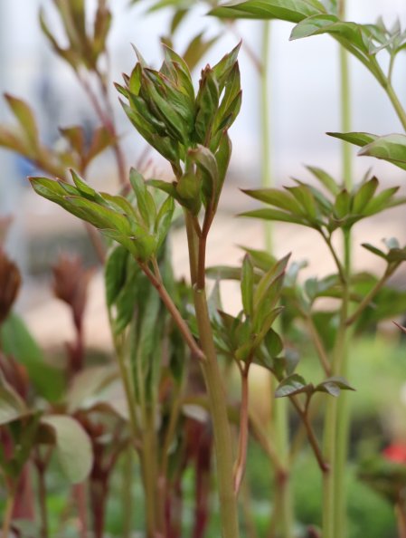 Pivoňka bylinná ´Charles Burgess´