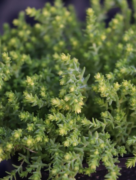 Rozchodník ostrý 'Yellow Queen'