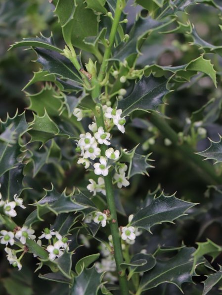 Cesmína ostrolistá 'Alaska'