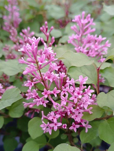 Šeřík Meyerův 'Flowerfesta Pink'