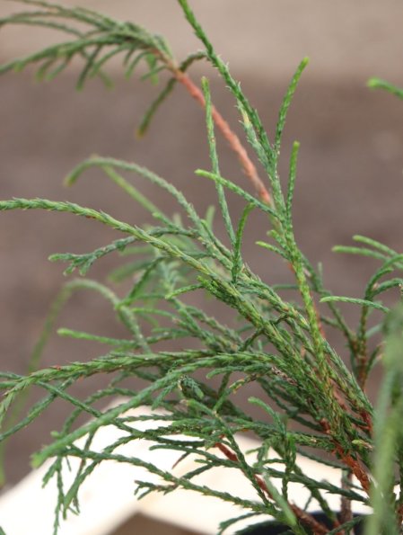 Zerav řasnatý 'Whipcord'