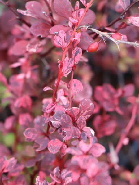 Dřišťál Thunbergův 'Harlequin'