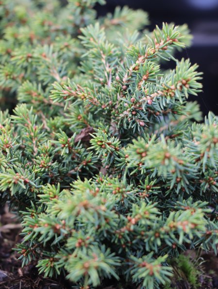 Smrk ztepilý 'Little Gem'