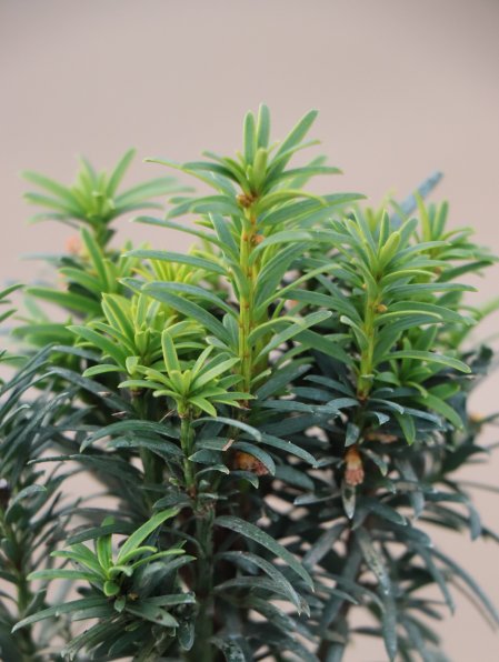 Tis červený 'Fastigiata Aurea'