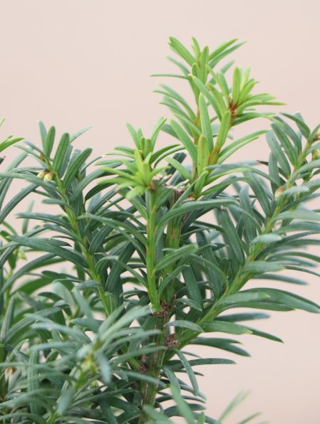 Tis prostřední 'Hicksii'